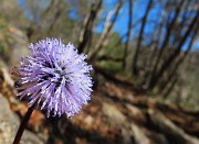 20 Globularia punctata (Globularia punteggiata)